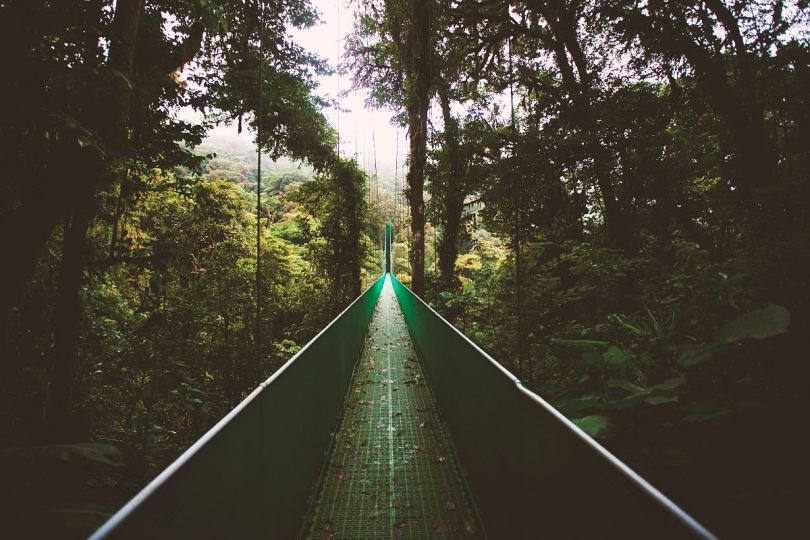 森林桥梁雨林和丛林