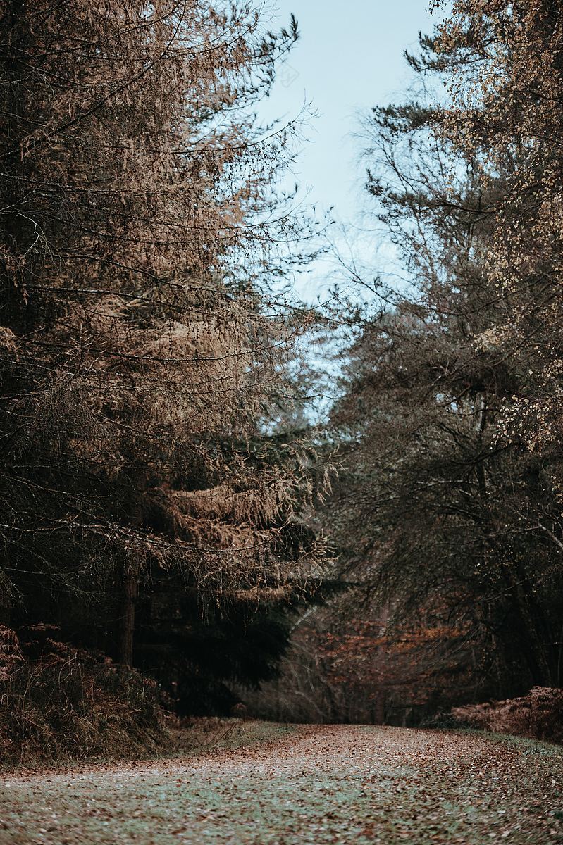 森林中的秋天