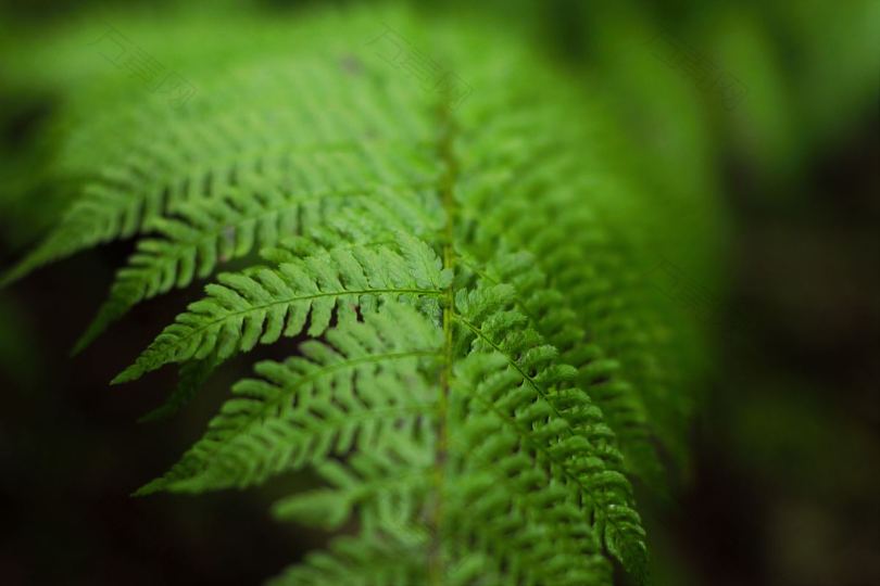 蕨类植物叶片植物和绿色