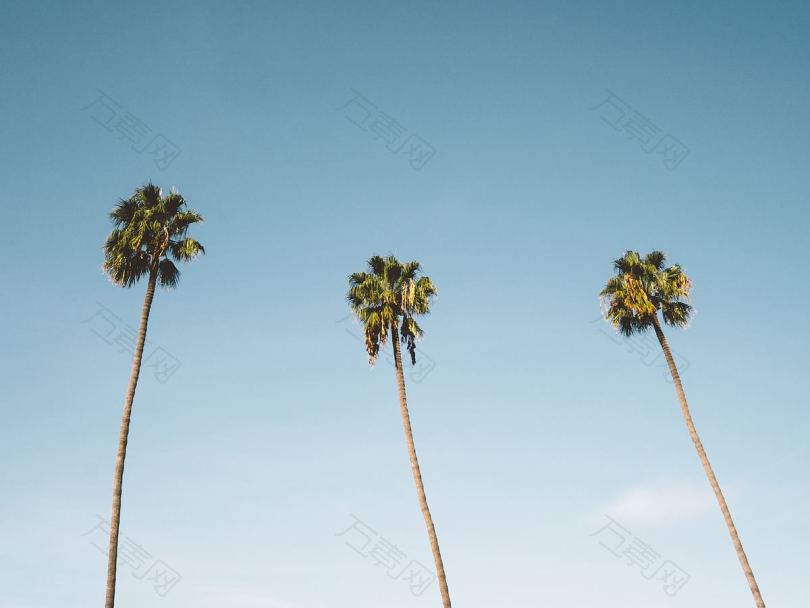 圣地亚哥棕榈树
