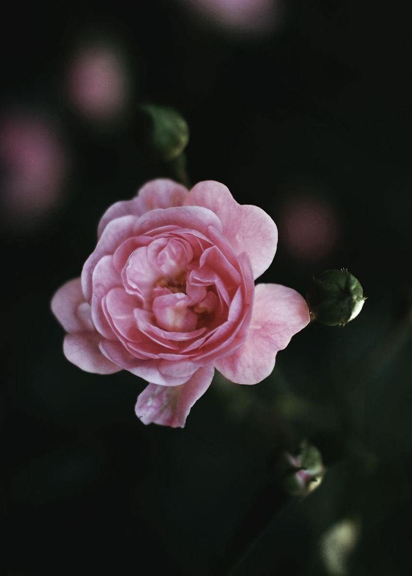 粉红色玫瑰花瓣和花