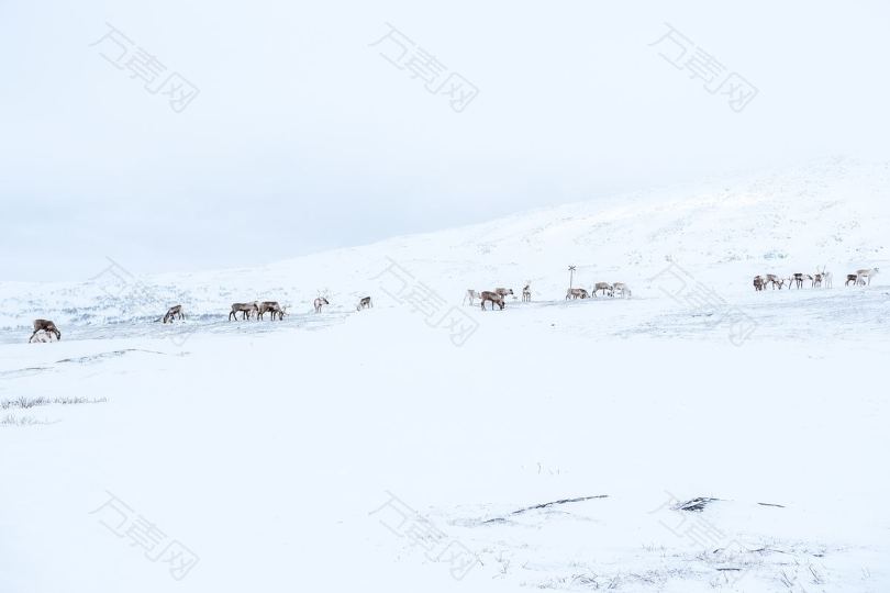 雪山驯鹿动物