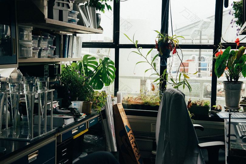 办公室窗户植物和椅子房