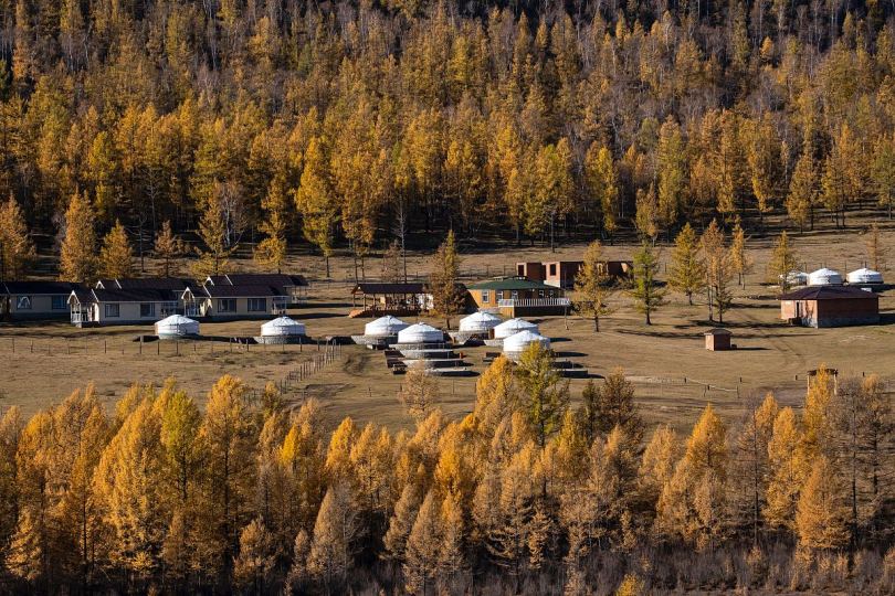 森林蒙古树木和设施