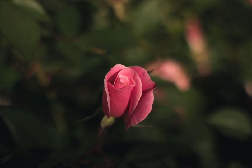 孤零零的粉红色玫瑰