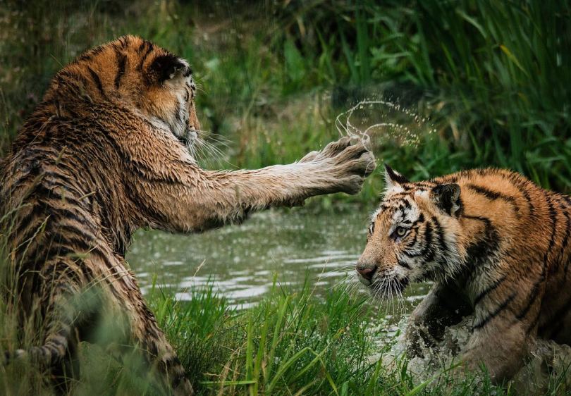 老虎幼崽在水中玩耍
