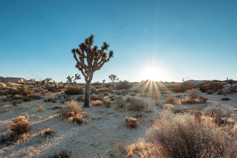 树沙漠阳光和日落