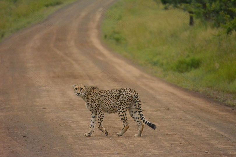 孤独的猎豹在一条土路上