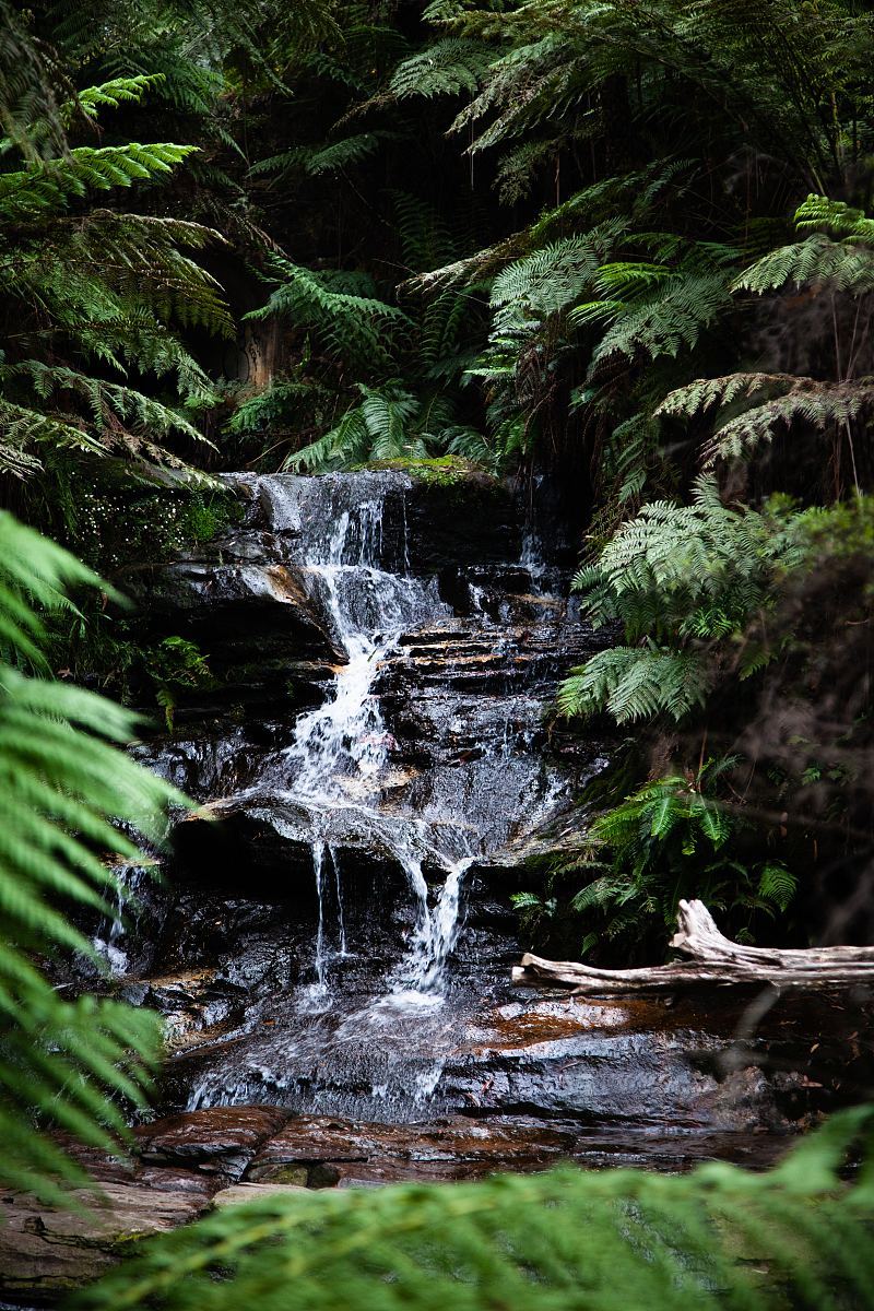 澳大利亚雨林自然和木材