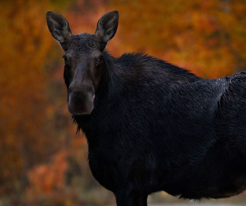 驼鹿动物秋季颜色和缅因州