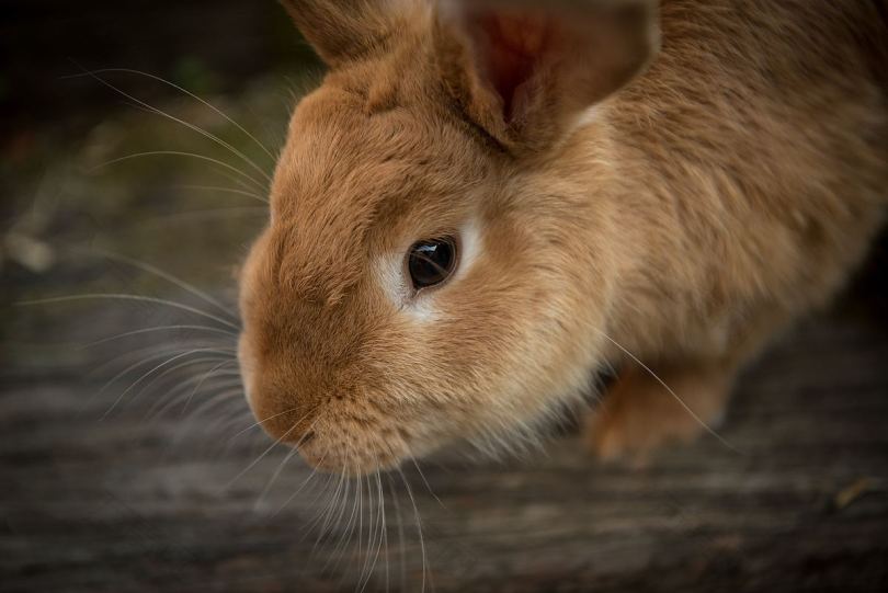兔子动物和棕色
