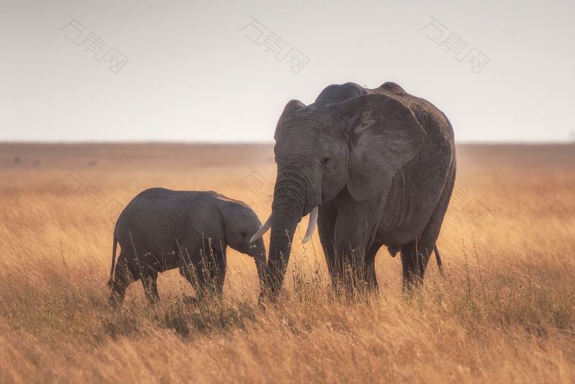 塞伦盖蒂的母象和小象