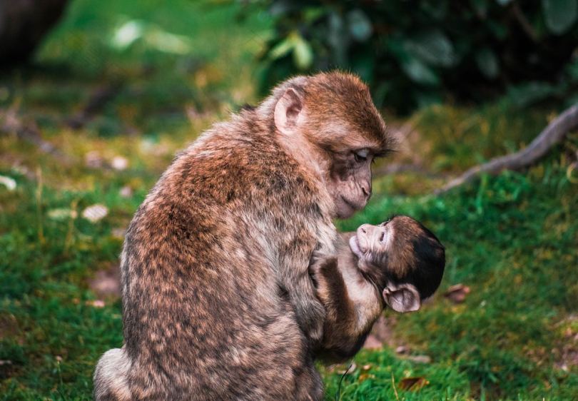 猴宝宝动物及猴子家庭