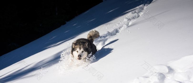 狗雪动物和小径