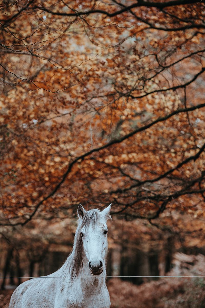 秋天的白马