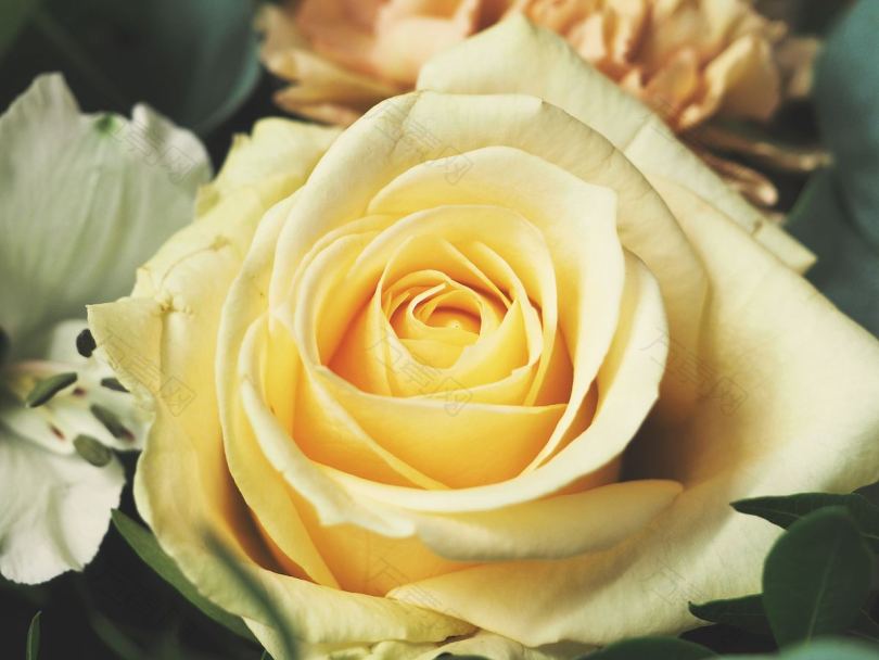 淡黄色玫瑰