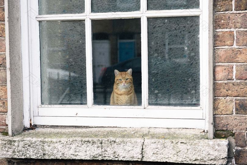 猫窗户宠物和猫