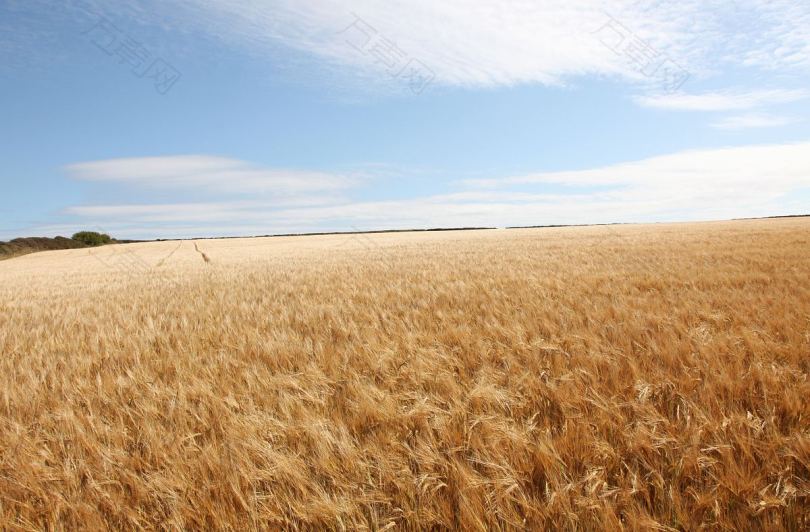 小麦农田农村和夏季作物