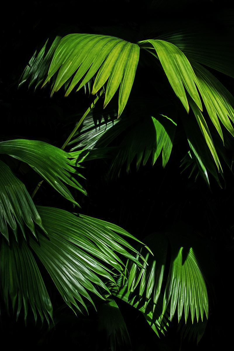 热带棕榈叶