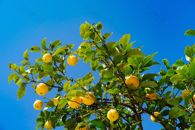 柠檬树水果和天空