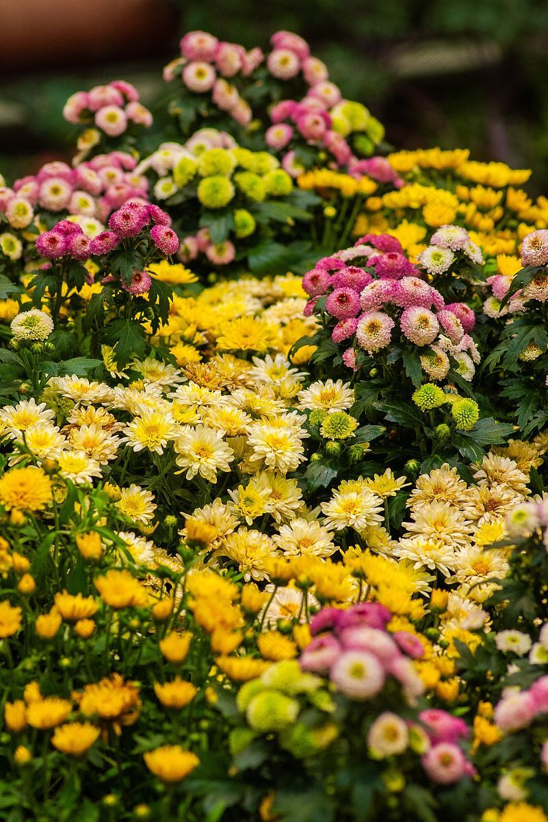 花植物黄色和粉红色