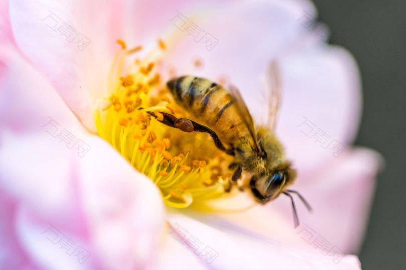 黄蜂花瓣花和花粉