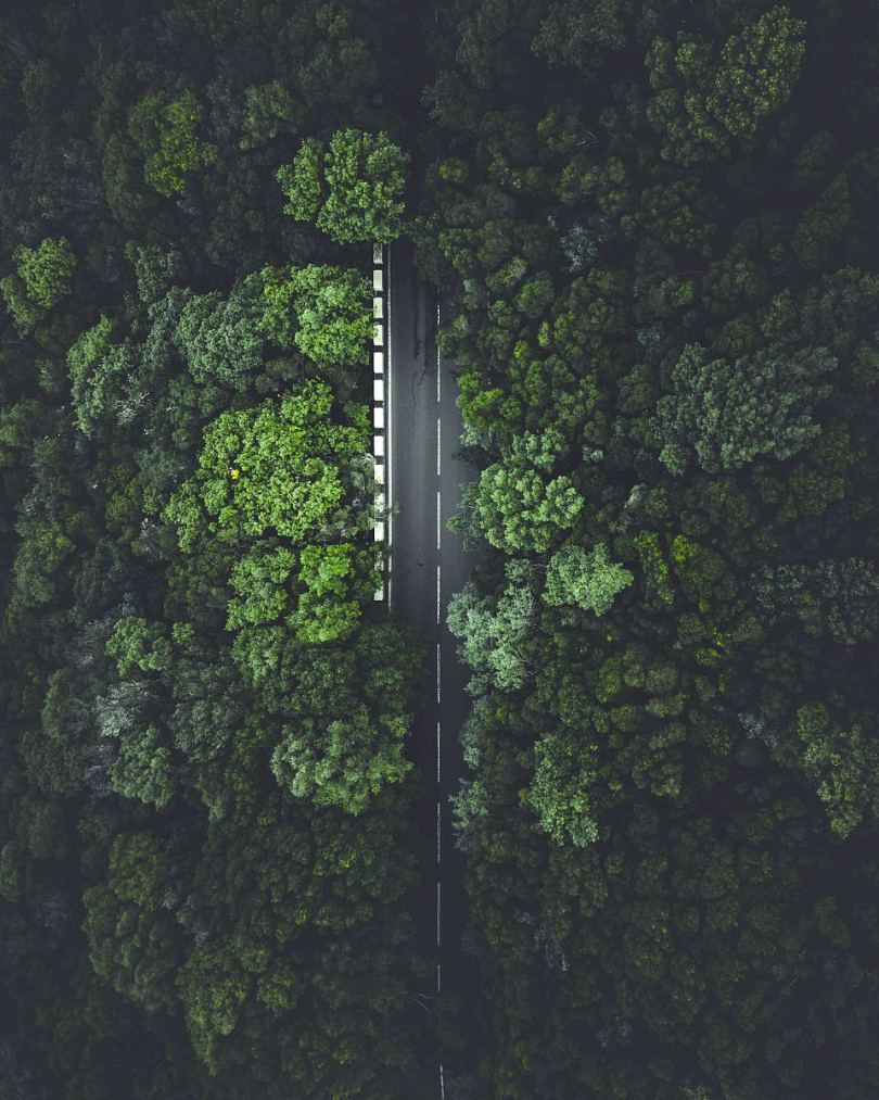 雨林中的一条路