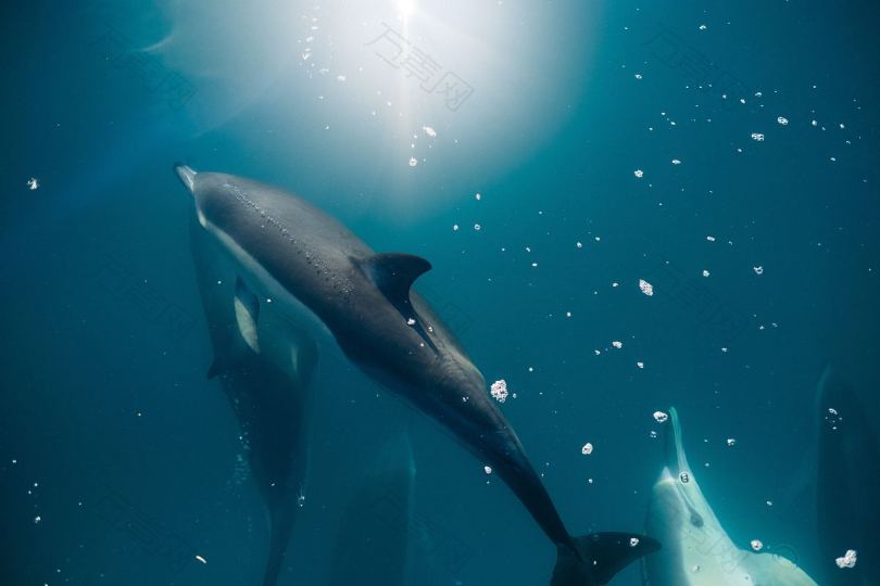 新西兰凯库拉的海豚