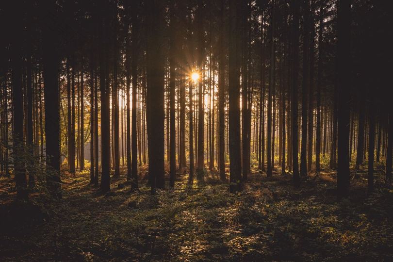 日落前常绿森林