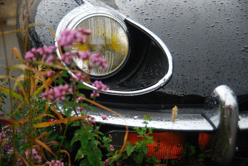 雨后鲜花和汽车保险杠
