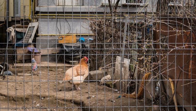 废弃围栏里的母鸡