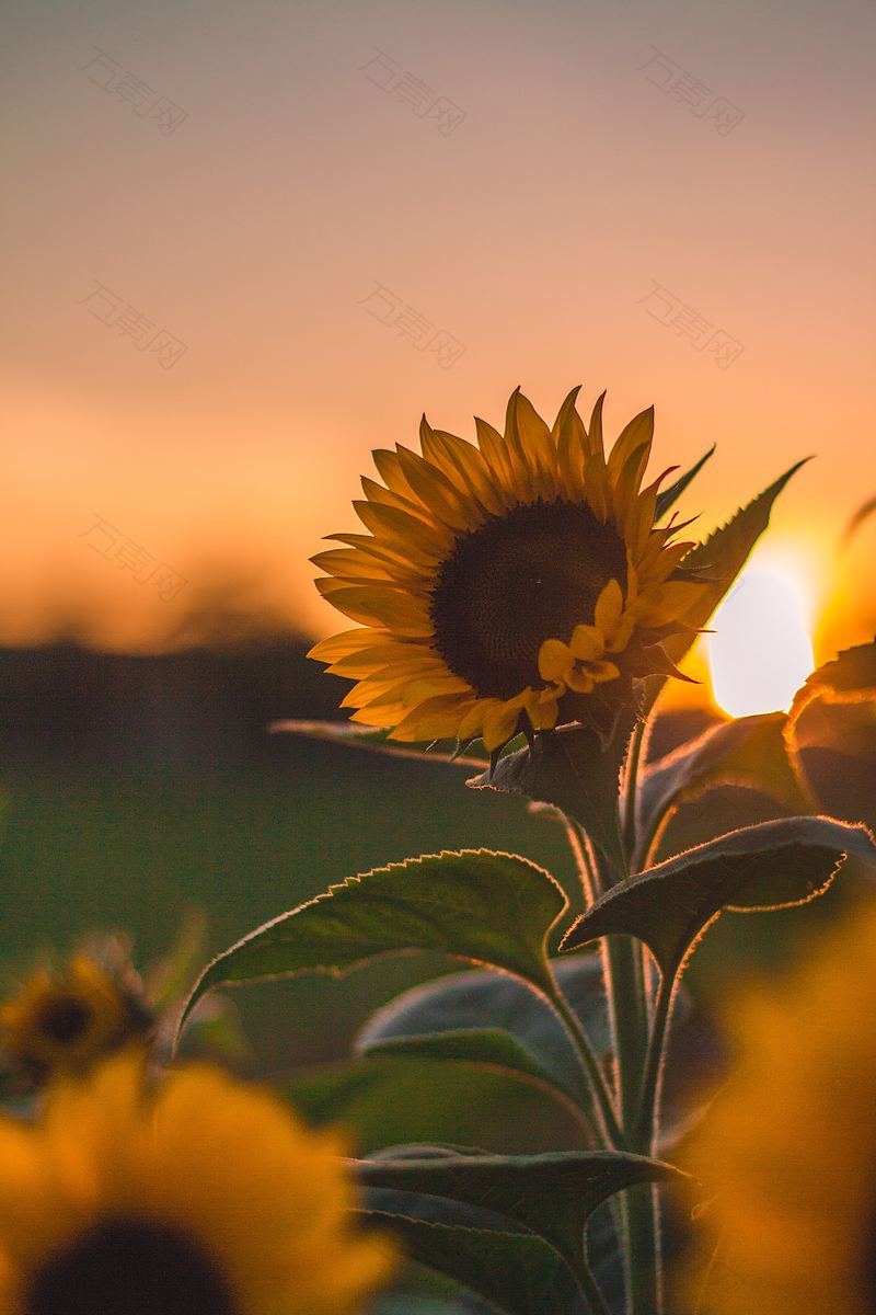 花太阳向日葵和叶