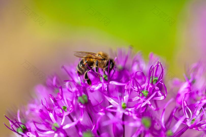 蜜蜂昆虫紫色和花园
