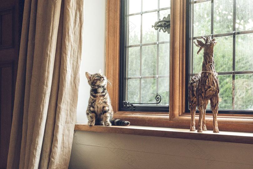 猫小猫玩具和长颈鹿