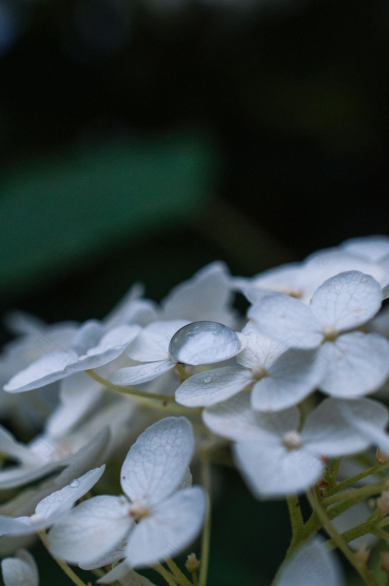 花花瓣花和白