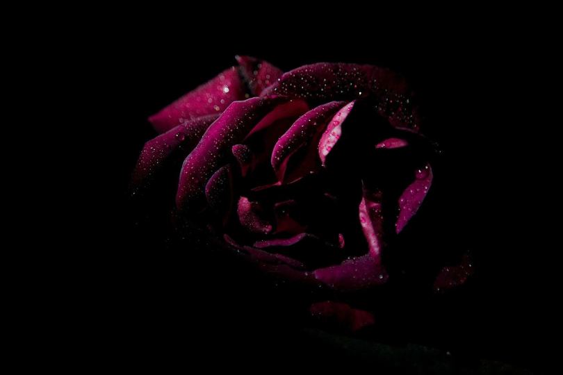 情人节紫色玫瑰